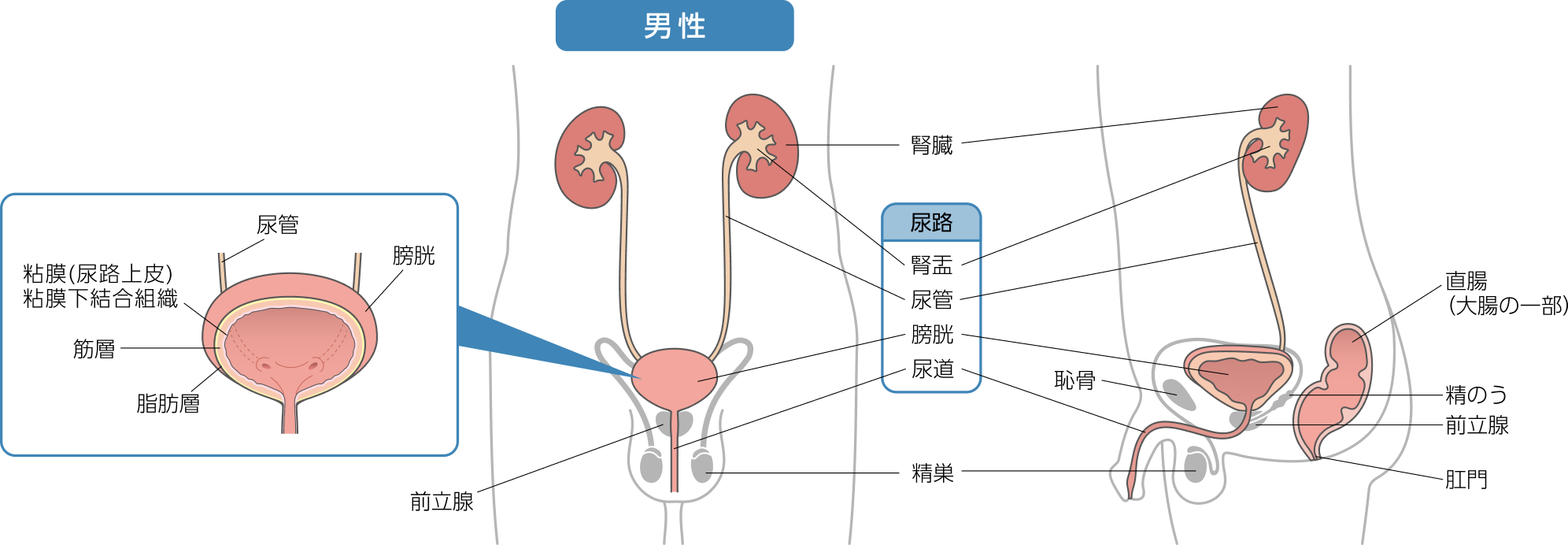 男性の泌尿器のイラスト（膀胱と、その周辺の臓器である腎臓、尿管、尿道について）