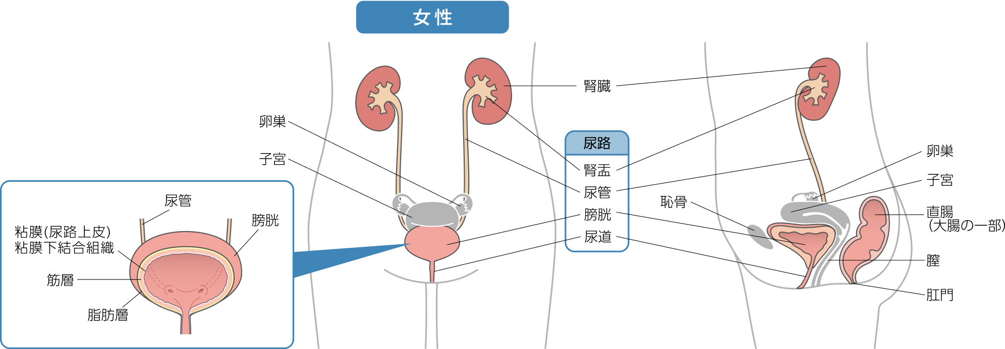 女性の泌尿器のイラスト（膀胱と、その周辺の臓器である腎臓、尿管、尿道について）